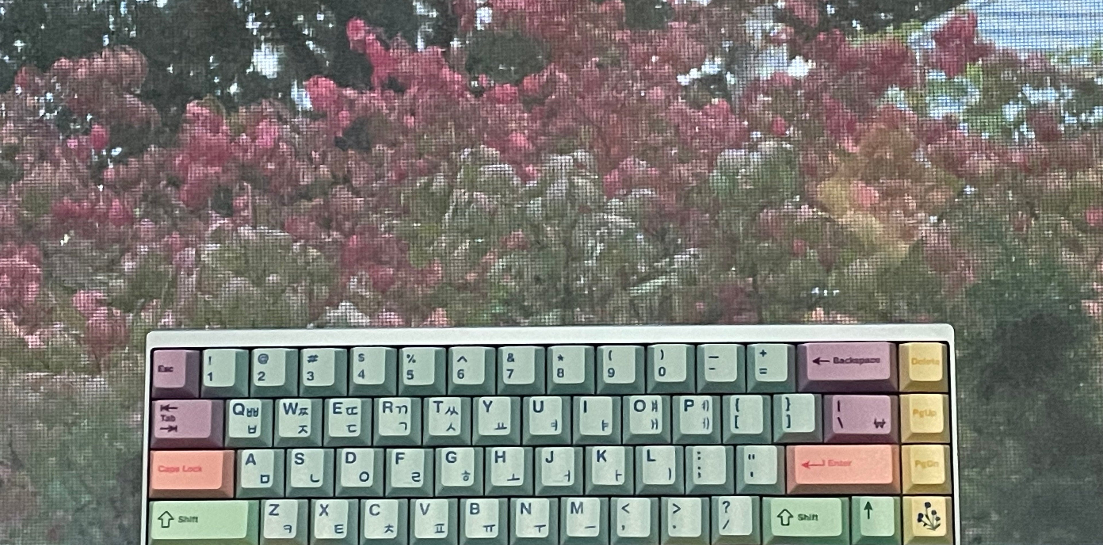 Keyboard with colorful keycaps in front of a blurred outdoor background with pink flowers and trees.